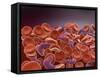 Conceptual Image of Sickle Cell Anemia with Red Blood Cells-null-Framed Stretched Canvas