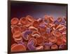 Conceptual Image of Sickle Cell Anemia with Red Blood Cells-null-Framed Art Print