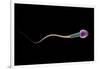 Conceptual Image of Sperm Anatomy-null-Framed Art Print