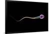 Conceptual Image of Sperm Anatomy-null-Framed Art Print