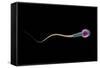 Conceptual Image of Sperm Anatomy-null-Framed Stretched Canvas