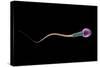 Conceptual Image of Sperm Anatomy-null-Stretched Canvas