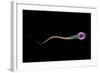 Conceptual Image of Sperm Anatomy-null-Framed Art Print