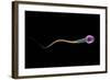 Conceptual Image of Sperm Anatomy-null-Framed Art Print