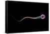 Conceptual Image of Sperm Anatomy-null-Framed Stretched Canvas