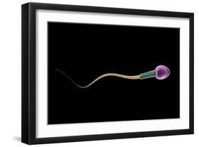 Conceptual Image of Sperm Anatomy-null-Framed Art Print