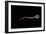 Conceptual Image of Sperm Anatomy-null-Framed Art Print