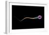 Conceptual Image of Sperm Anatomy-null-Framed Art Print
