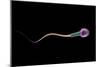Conceptual Image of Sperm Anatomy-null-Mounted Art Print