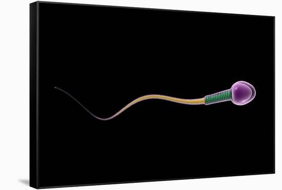 Conceptual Image of Sperm Anatomy-null-Framed Stretched Canvas