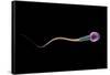Conceptual Image of Sperm Anatomy-null-Framed Stretched Canvas
