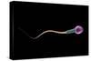 Conceptual Image of Sperm Anatomy-null-Stretched Canvas