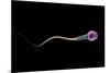 Conceptual Image of Sperm Anatomy-null-Mounted Art Print