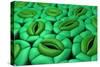 Conceptual Image of Stomata-null-Stretched Canvas