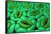 Conceptual Image of Stomata-null-Framed Stretched Canvas