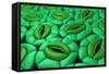 Conceptual Image of Stomata-null-Framed Stretched Canvas