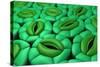 Conceptual Image of Stomata-null-Stretched Canvas