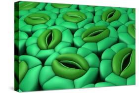 Conceptual Image of Stomata-null-Stretched Canvas