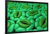 Conceptual Image of Stomata-null-Framed Art Print