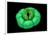 Conceptual Image of Stomata-null-Framed Art Print