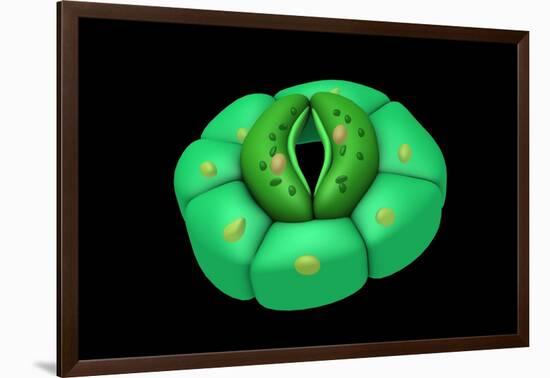 Conceptual Image of Stomata-null-Framed Art Print