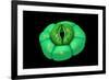 Conceptual Image of Stomata-null-Framed Art Print