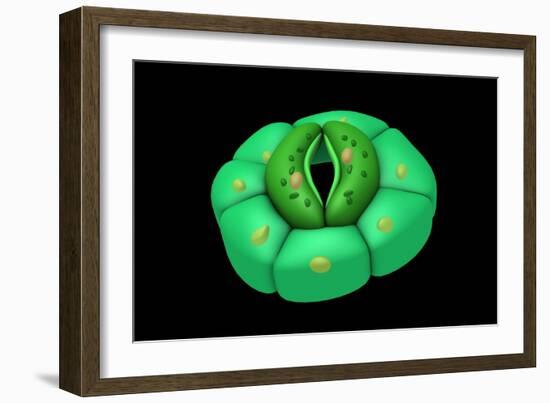 Conceptual Image of Stomata-null-Framed Art Print