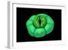 Conceptual Image of Stomata-null-Framed Art Print