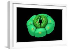 Conceptual Image of Stomata-null-Framed Art Print