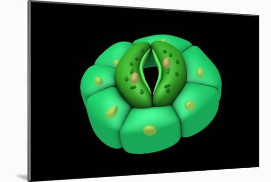 Conceptual Image of Stomata-null-Mounted Art Print