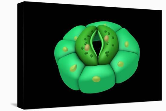 Conceptual Image of Stomata-null-Stretched Canvas