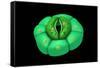 Conceptual Image of Stomata-null-Framed Stretched Canvas