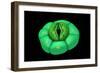 Conceptual Image of Stomata-null-Framed Premium Giclee Print