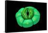 Conceptual Image of Stomata-null-Framed Stretched Canvas