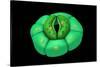 Conceptual Image of Stomata-null-Stretched Canvas