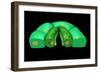 Conceptual Image of Stomata-null-Framed Art Print