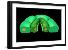 Conceptual Image of Stomata-null-Framed Art Print