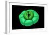 Conceptual Image of Stomata-null-Framed Art Print