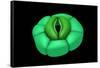 Conceptual Image of Stomata-null-Framed Stretched Canvas