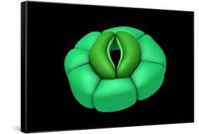 Conceptual Image of Stomata-null-Framed Stretched Canvas
