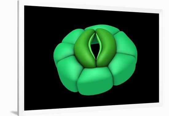 Conceptual Image of Stomata-null-Framed Art Print