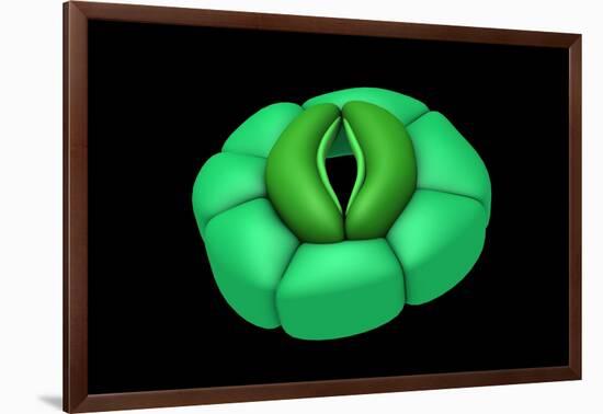 Conceptual Image of Stomata-null-Framed Art Print