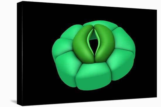 Conceptual Image of Stomata-null-Stretched Canvas