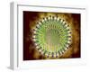 Conceptual Image of the Coronavirus-null-Framed Art Print