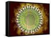 Conceptual Image of the Coronavirus-null-Framed Stretched Canvas