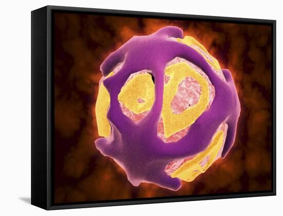 Conceptual Image of the Dengue Virus-null-Framed Stretched Canvas