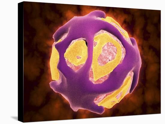 Conceptual Image of the Dengue Virus-null-Stretched Canvas