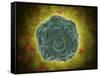 Conceptual Image of the Human Papilloma Virus-null-Framed Stretched Canvas