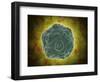 Conceptual Image of the Human Papilloma Virus-null-Framed Art Print