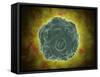 Conceptual Image of the Human Papilloma Virus-null-Framed Stretched Canvas